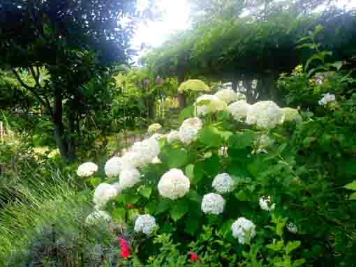 令和３年コルトンプラザの庭園に咲く夏の花々④