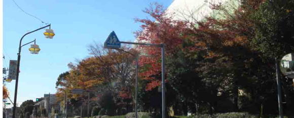 colored leaves on the earthworks