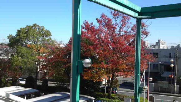 colored leaves at the east gate