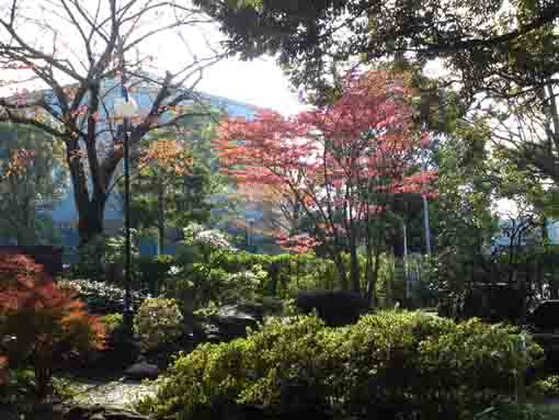 令和元年おり姫神社の秋の風景�B