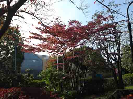令和元年おり姫神社の秋の風景�C