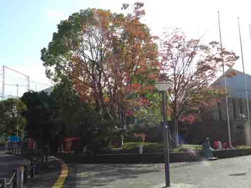 令和元年市川市中央図書館の秋の風景�@