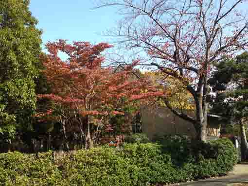 令和元年おり姫神社の秋の風景�@