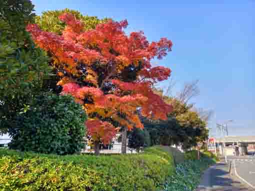 コルトンプラザ周辺の紅葉