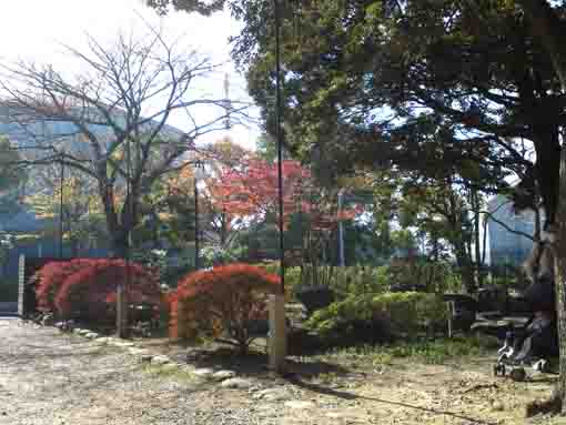 コルトン神社参道の紅葉