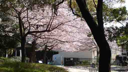 ニッケ鎮守の杜の桜
