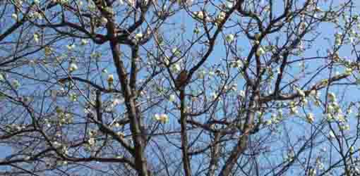 a Japanese white-eye and ume blossoms