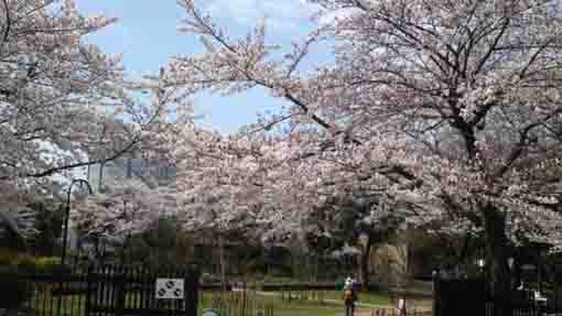 Cherry blossoms at Nikke Colton Plaza