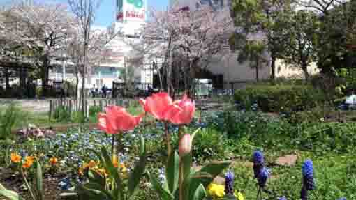 tulips and cherry blossoms