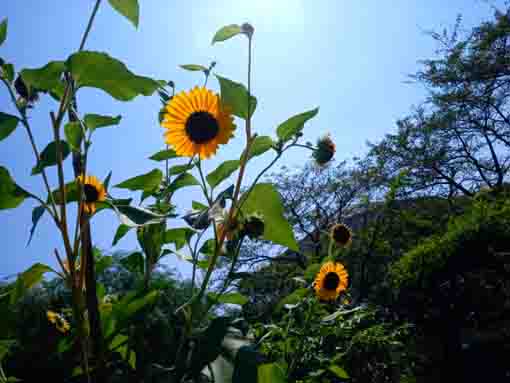 令和３年青空と向日葵の花