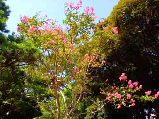 令和３年夏おりひめ神社に咲く百日紅２