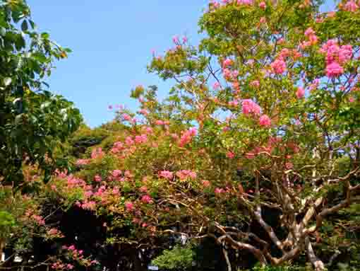 令和３年夏おりひめ神社に咲く百日紅３