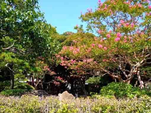 令和３年夏おりひめ神社に咲く百日紅１