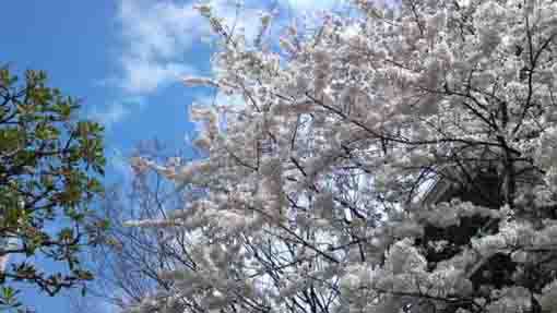 cherry blossoms along the road