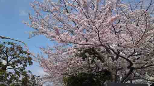 cherry blossoms at the gate