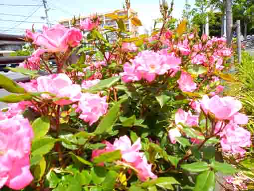 令和３年コルトンプラザ前に咲くバラの花②