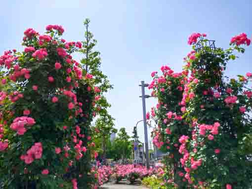 令和３年コルトンプラザ前に咲くバラの花①