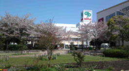 cherry blossoms in Colton Plaza