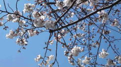 Cherry blossoms in Colton Plaza