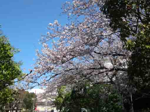 おりひめ神社に咲く桜２