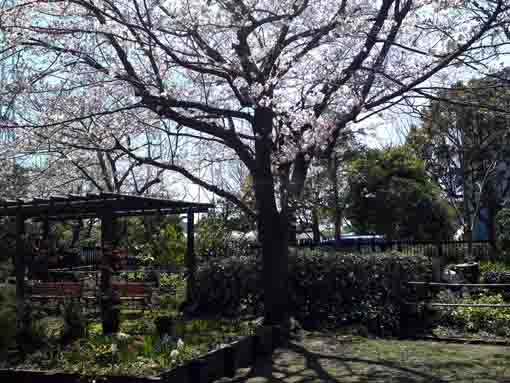 令和２年コルトン神社の桜�A