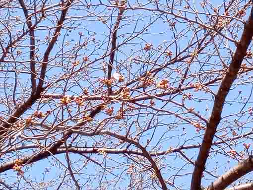 令和４年おりひめ神社の桜の開花１