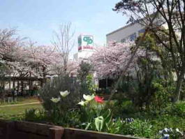 cherry trees in Colton Plaza shopping mall