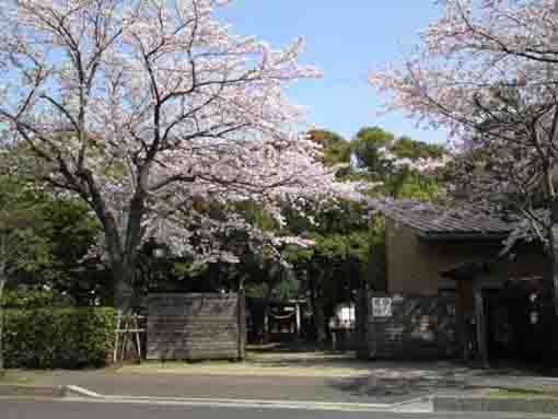 cherry trees and gate of Orihimejinja Shrine