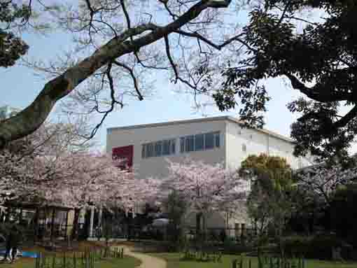 コルトンプラザの桜並木
