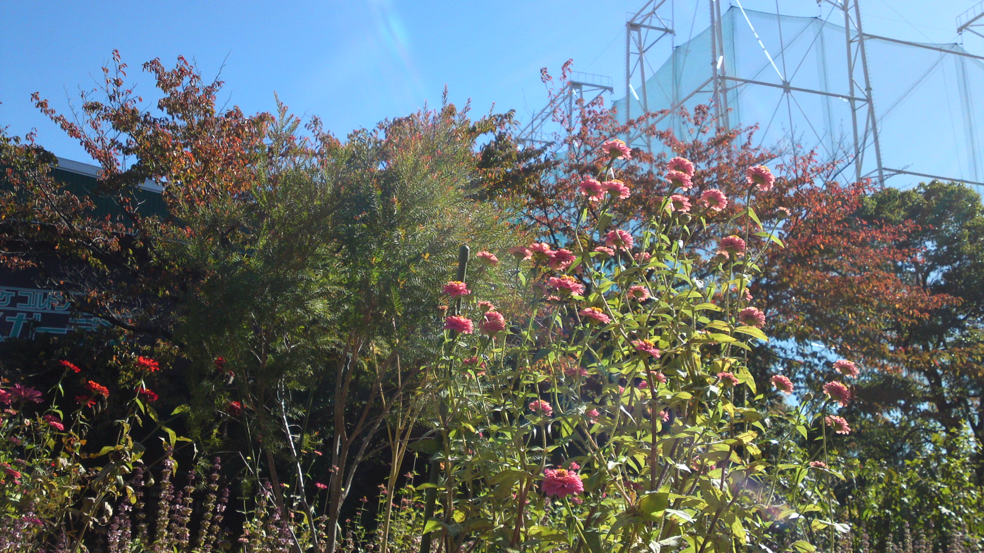 2012年コルトンプラザの秋の花1