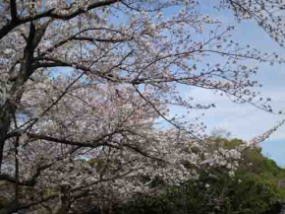 cherry blossoms blooming in the museum