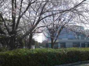現代産業科学館と桜