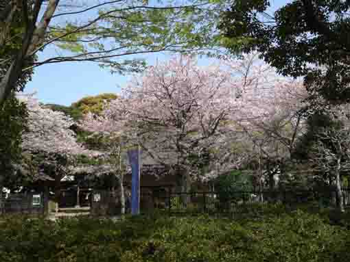 コルトン神社の桜