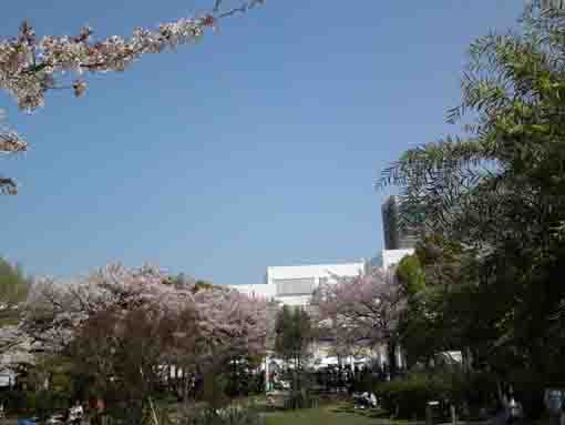 コルトンプラザの桜