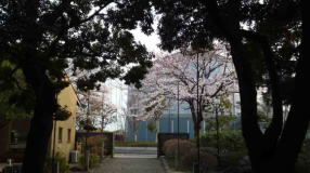 Cherry blossoms seeing from the shrine