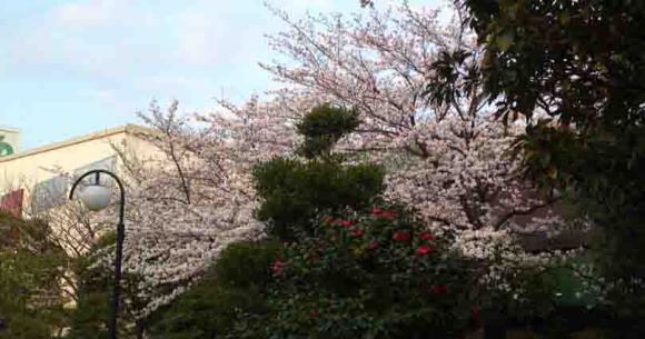おりひめ神社の椿と桜