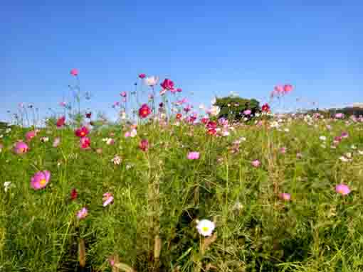 小岩菖蒲園に咲くコスモスの花1