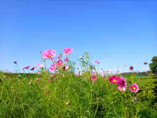 小岩菖蒲園に咲くコスモスの花2