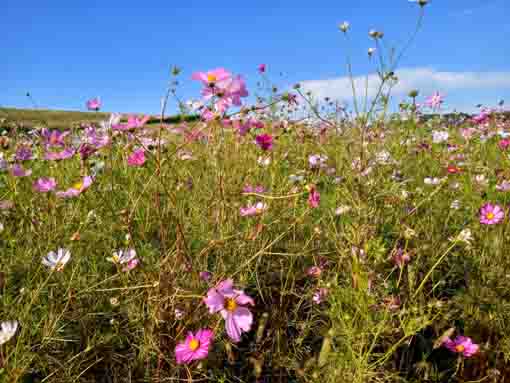 小岩菖蒲園に咲くコスモスの花3