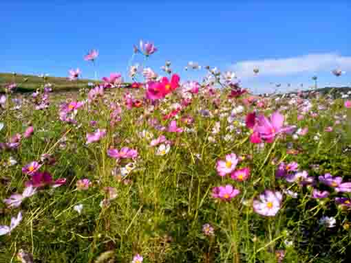 小岩菖蒲園に咲くコスモスの花4