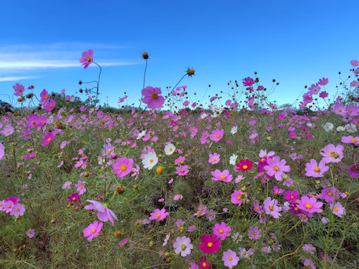 �ߘa�V�N�H�]�ː�͐�~�i���ˎs�j�̃R�X���X�R