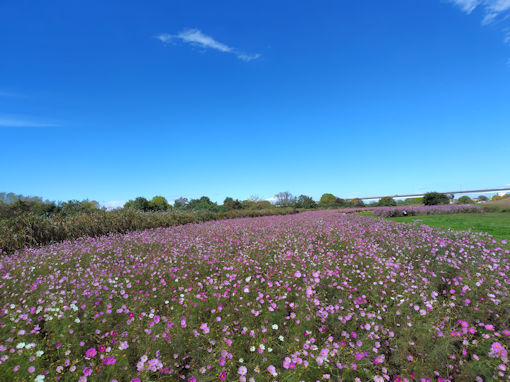 �ߘa�V�N�H�]�ː�͐�~�i���ˎs�j�̃R�X���X�U