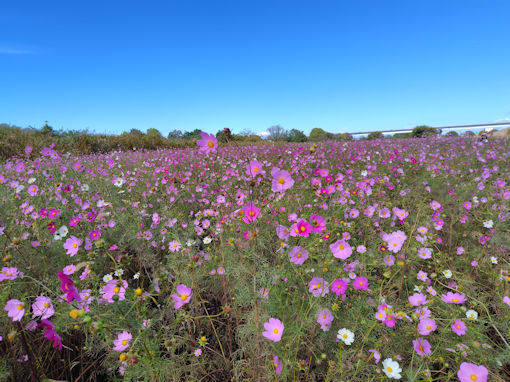 �ߘa�V�N�H�]�ː�͐�~�i���ˎs�j