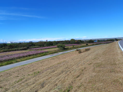 �ߘa�V�N�H�]�ː�͐�~�i���ˎs�j�̃R�X���X�P