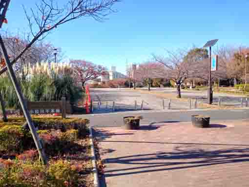 小松川千本桜公園