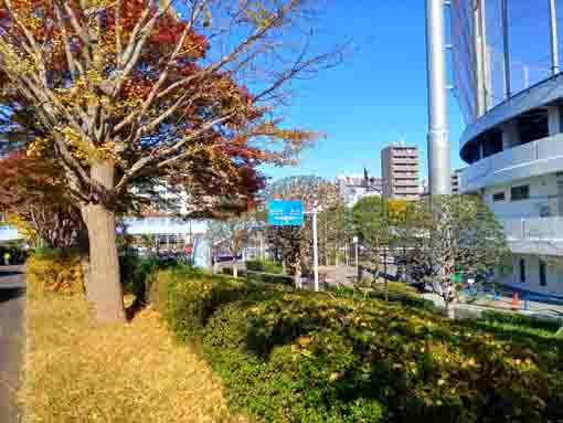 新長島川親水緑道と清砂通りの看板