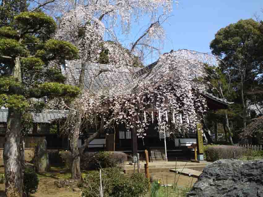 太刀大黒天前のしだれ桜