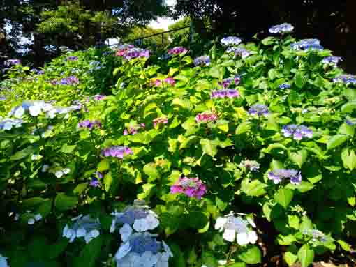 令和３年一之江第六天社に咲く紫陽花の花⑧