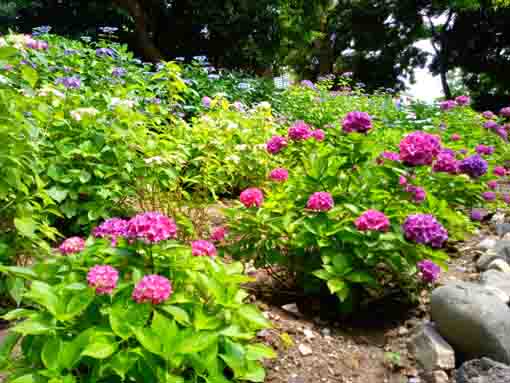 令和３年一之江第六天社に咲く紫陽花の花⑥