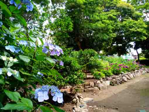 令和３年一之江第六天社に咲く紫陽花の花⑤